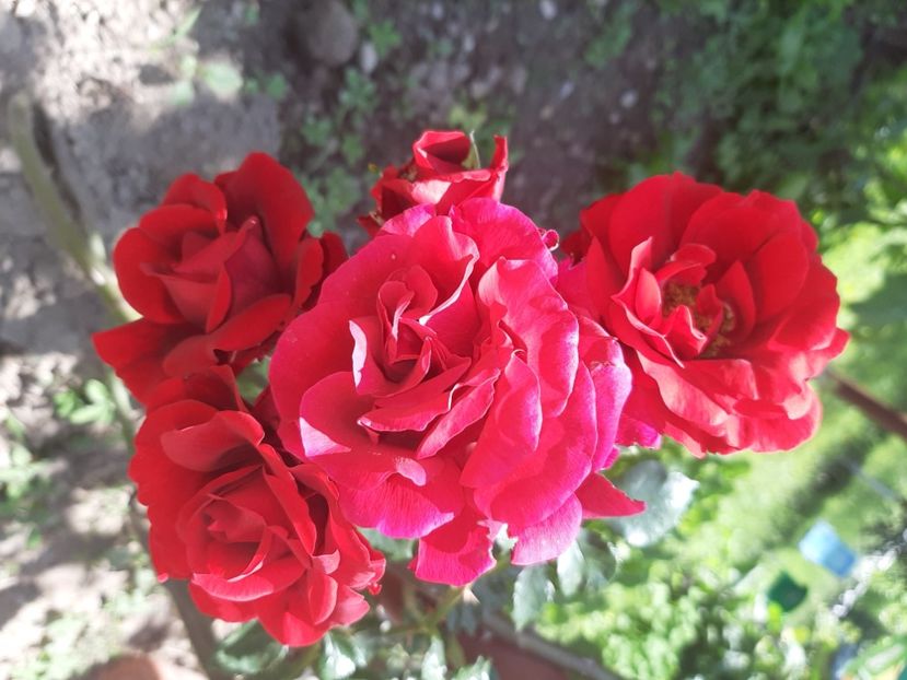  - La țară în iunie 2020