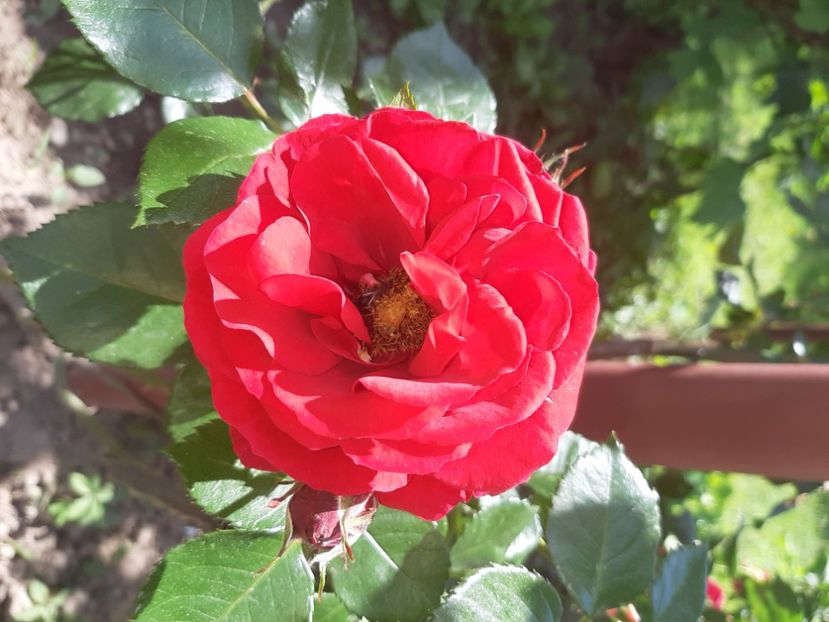  - La țară în iunie 2020