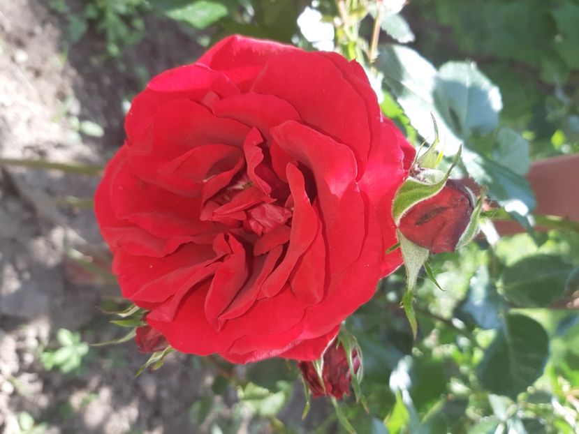  - La țară în iunie 2020