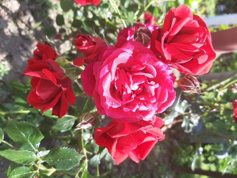  - La țară în iunie 2020