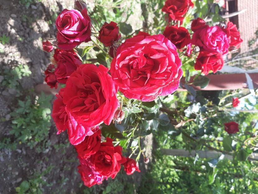  - La țară în iunie 2020