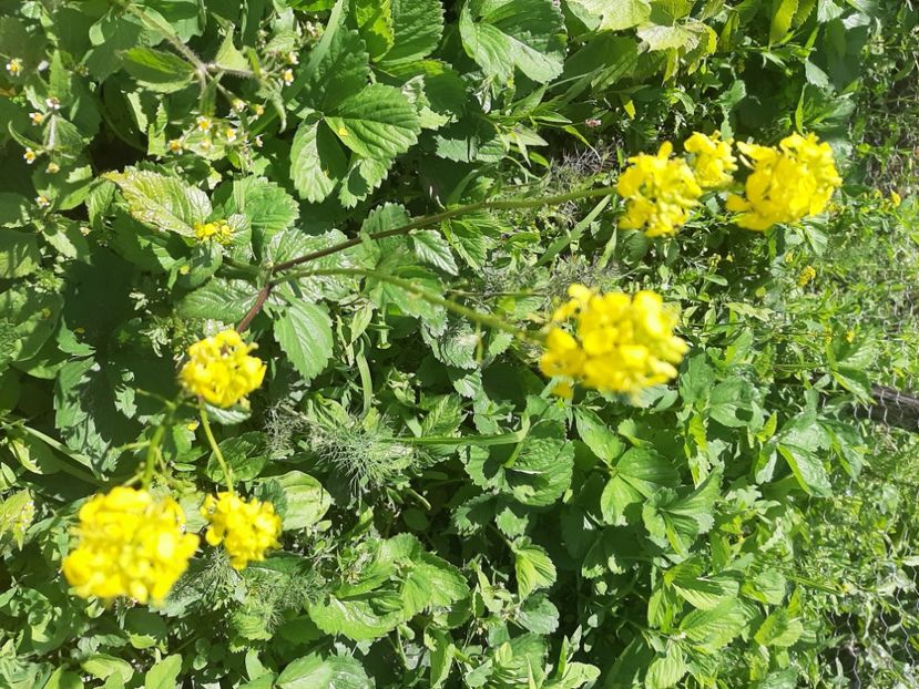  - La țară în iunie 2020