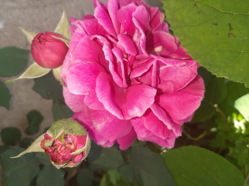  - La țară în iunie 2020