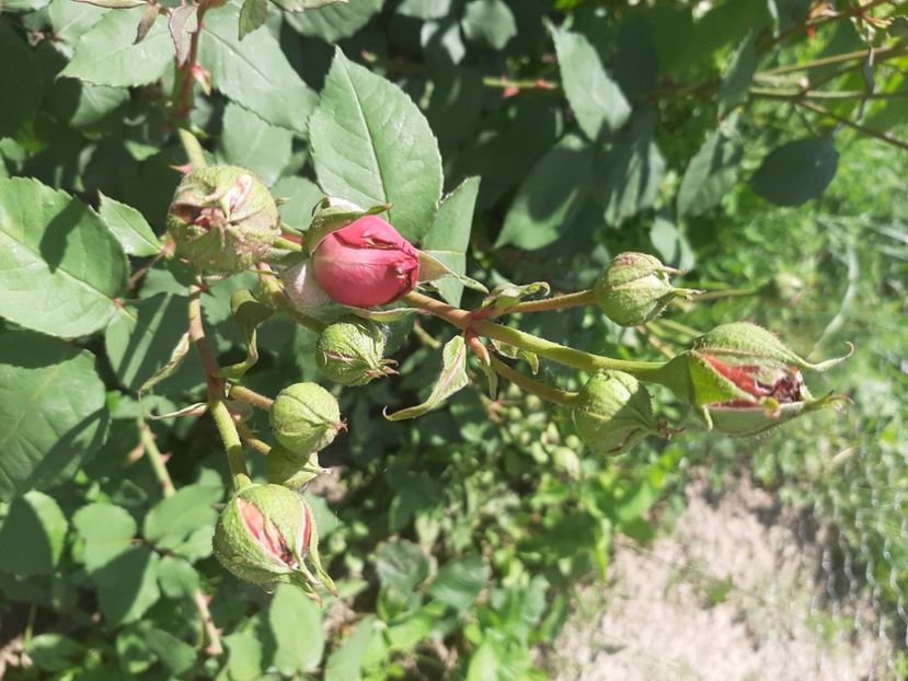  - La țară în iunie 2020