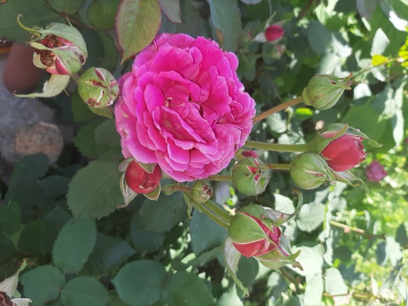  - La țară în iunie 2020