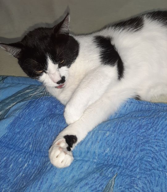  - Pisicii mei în iunie 2020