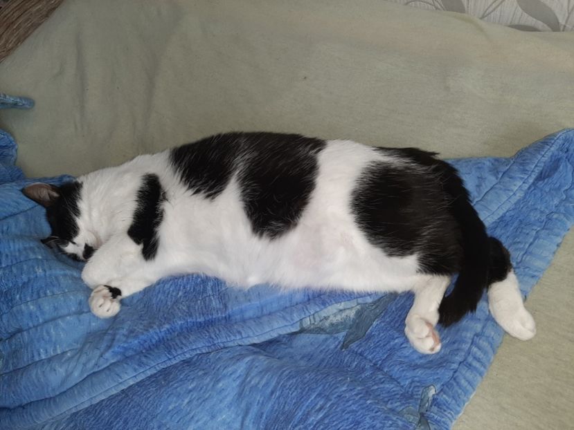  - Pisicii mei în iunie 2020