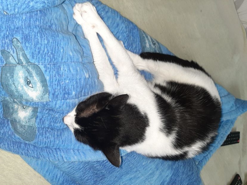  - Pisicii mei în iunie 2020