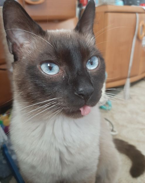  - Pisicii mei în iunie 2020