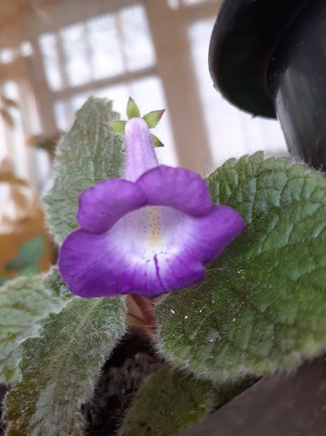 Eucudonia Adelle - AA RIZOMI ACHIMENES 2022
