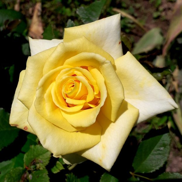  - TRANDAFIRI_2019_2020_2024