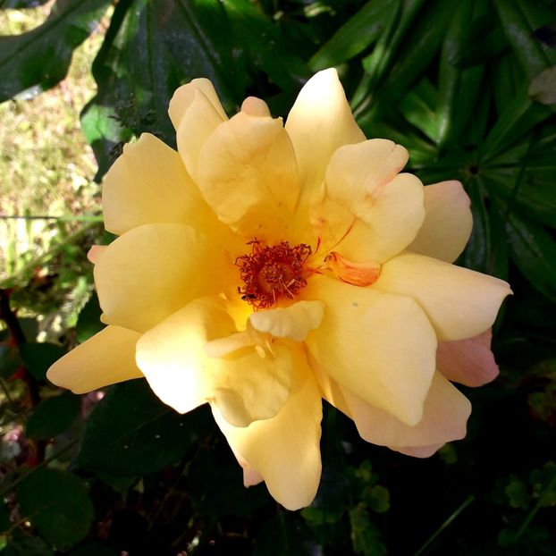  - TRANDAFIRI_2019_2020_2024