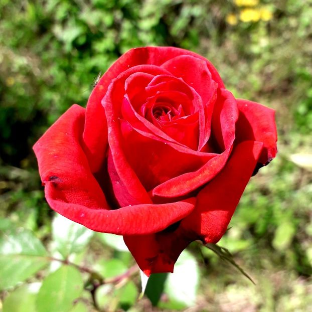  - TRANDAFIRI_2019_2020_2024