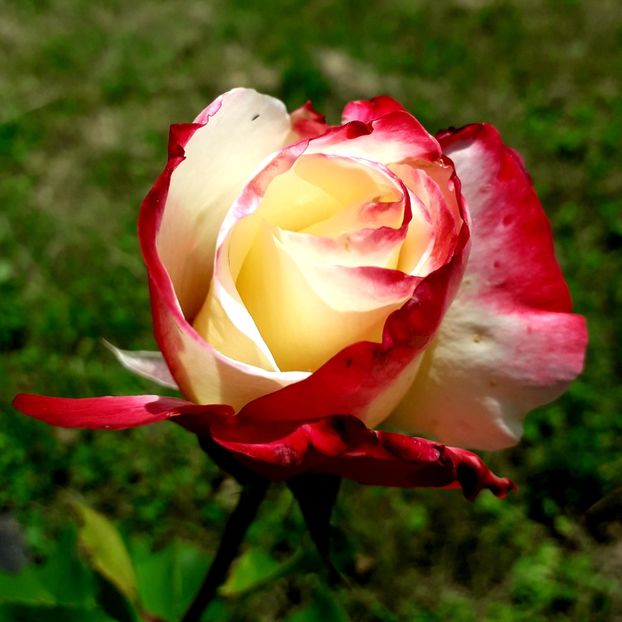  - TRANDAFIRI_2019_2020_2024