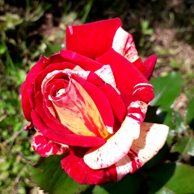  - TRANDAFIRI_2019_2020_2024