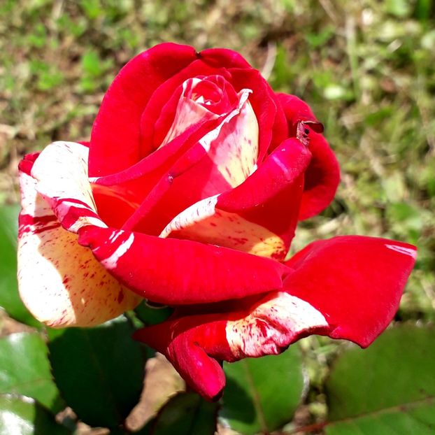  - TRANDAFIRI_2019_2020_2024