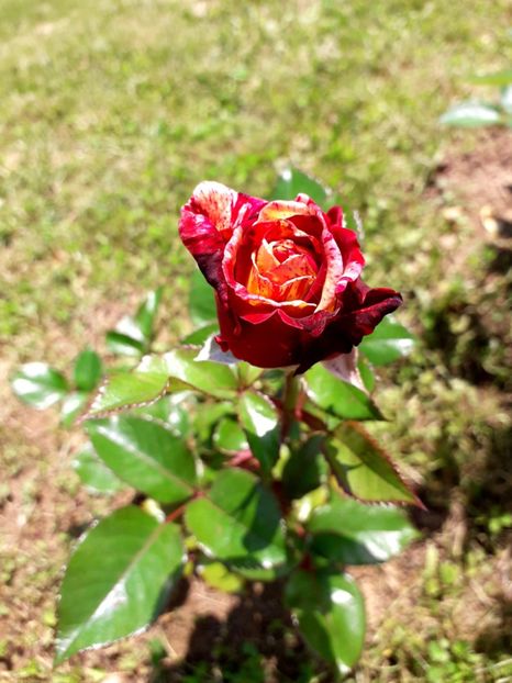  - TRANDAFIRI_2019_2020_2024