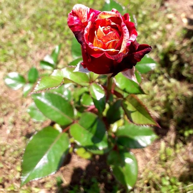  - TRANDAFIRI_2019_2020_2024