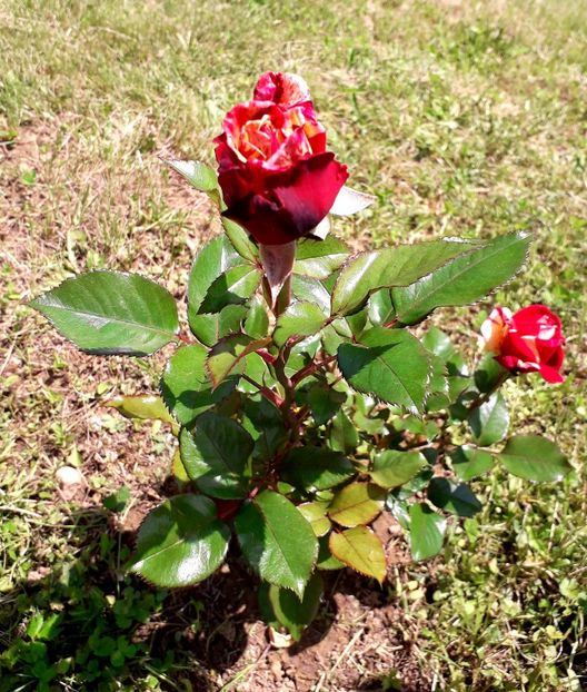  - TRANDAFIRI_2019_2020_2024