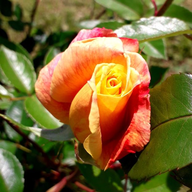  - TRANDAFIRI_2019_2020_2024