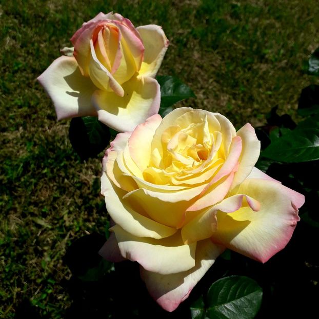  - TRANDAFIRI_2019_2020_2024