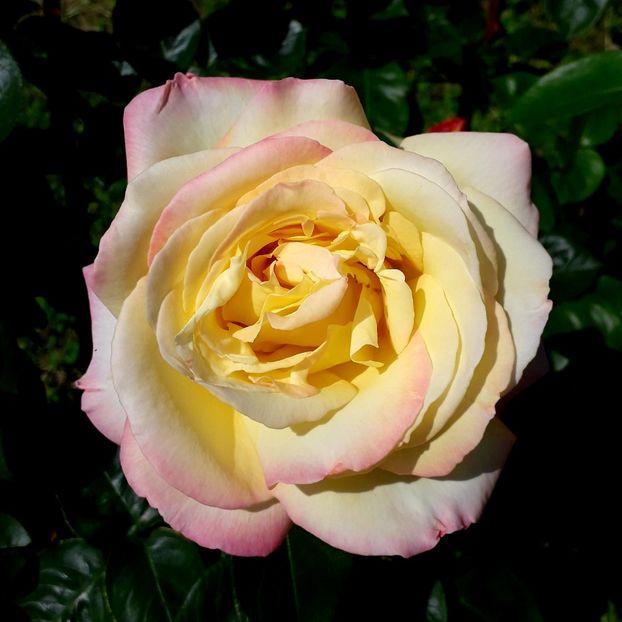  - TRANDAFIRI_2019_2020_2024