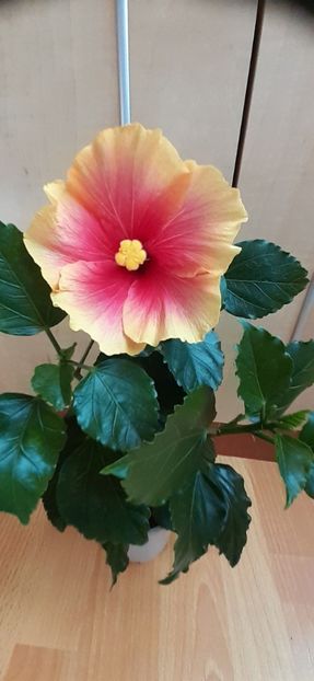  - Hibiscus 2015-2024
