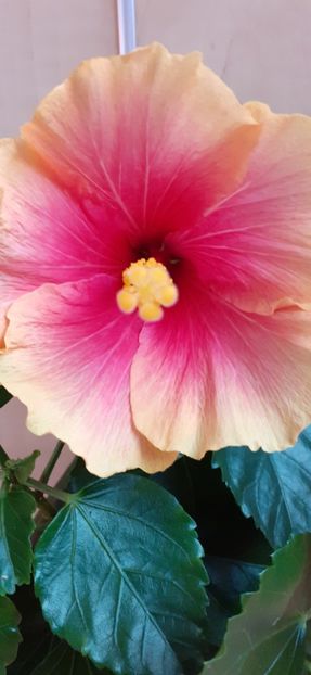  - Hibiscus 2015-2024