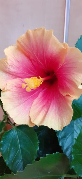  - Hibiscus 2015-2024