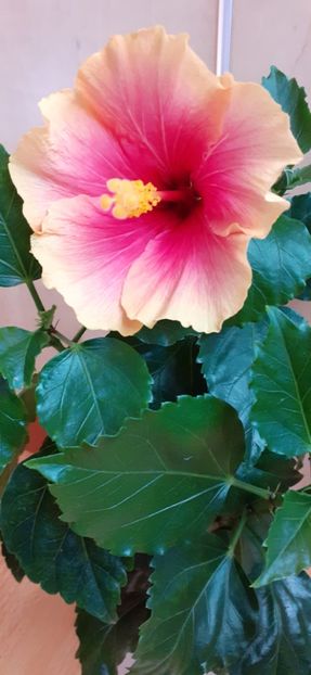  - Hibiscus 2015-2024