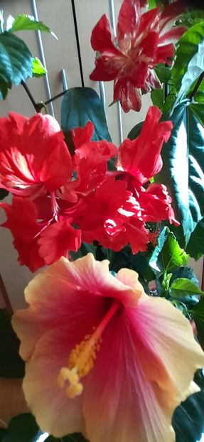  - Hibiscus 2015-2024