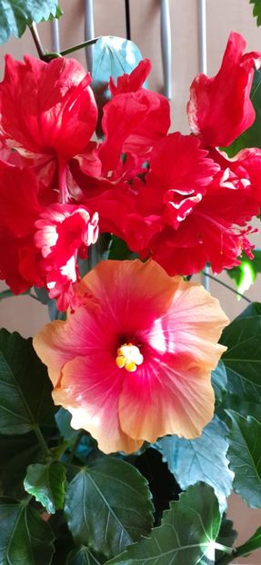  - Hibiscus 2015-2024