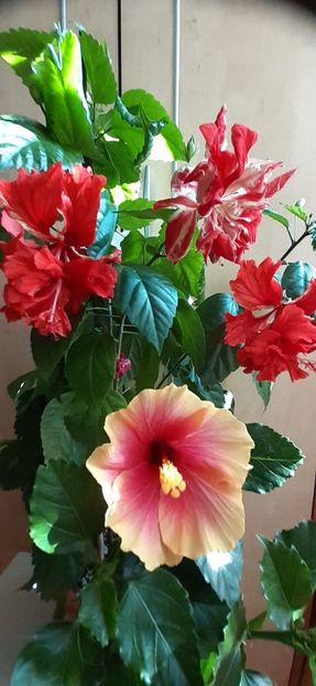  - Hibiscus 2015-2024