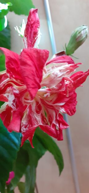  - Hibiscus 2015-2024