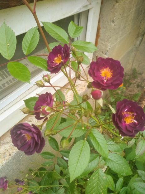 violette - Trandafiri 2020