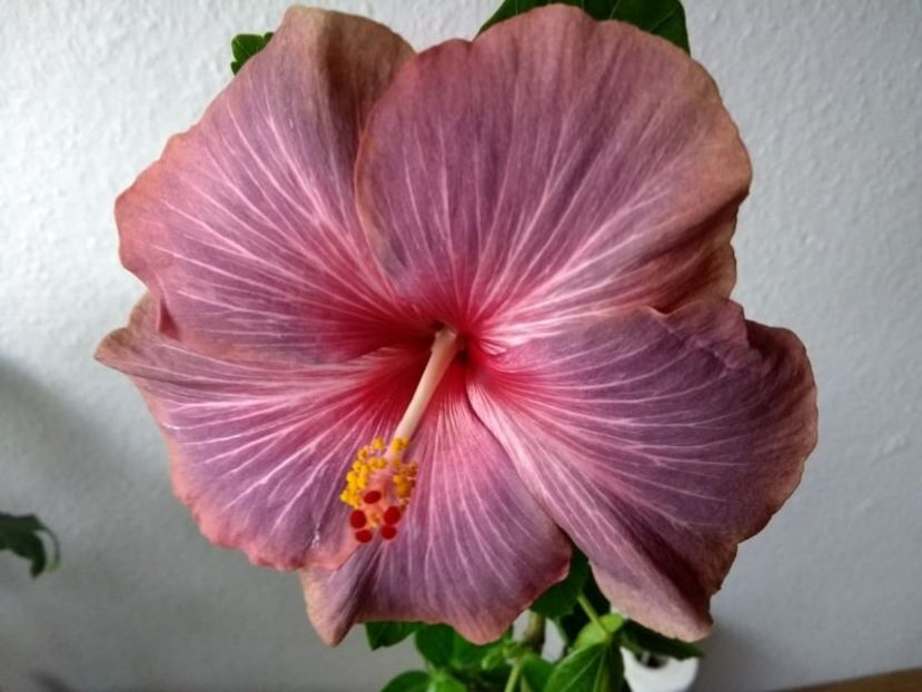 2a - Hibiscus din seminte 2020-2021