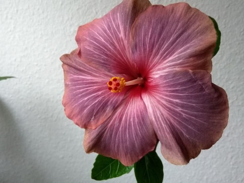  - Hibiscus din seminte 2020-2021