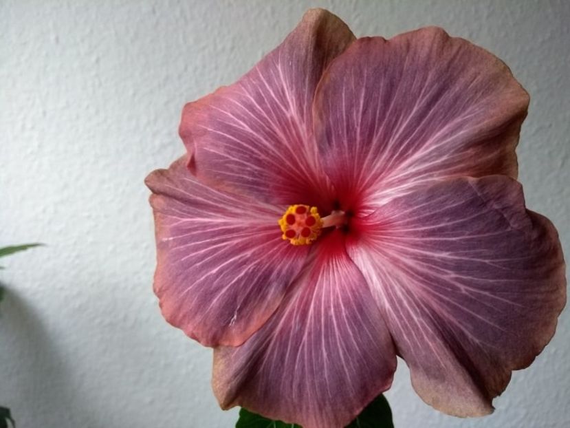  - Hibiscus din seminte 2020-2021