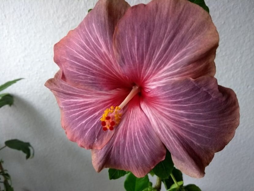  - Hibiscus din seminte 2020-2021