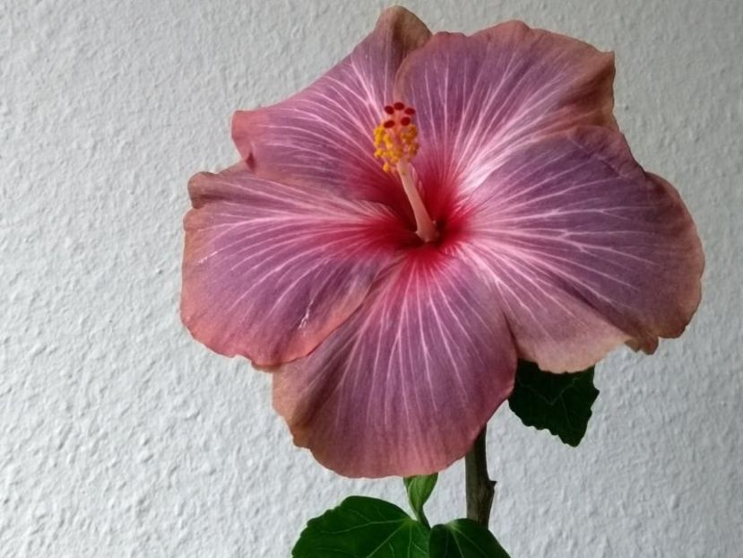  - Hibiscus din seminte 2020-2021