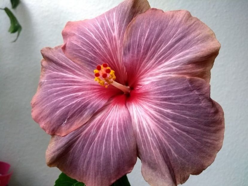  - Hibiscus din seminte 2020-2021