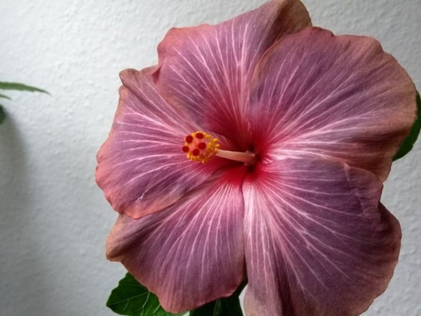  - Hibiscus din seminte 2020-2021