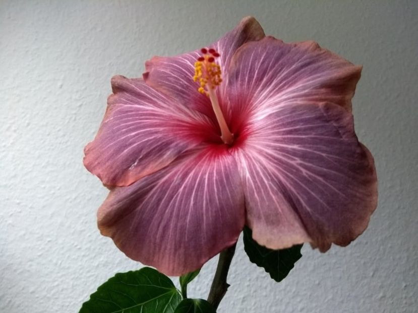  - Hibiscus din seminte 2020-2021