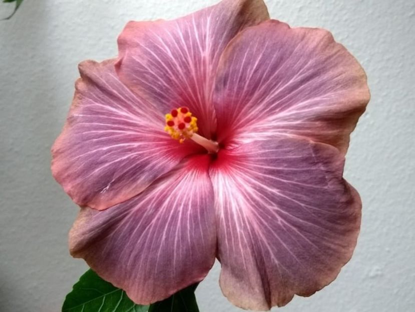 - Hibiscus din seminte 2020-2021