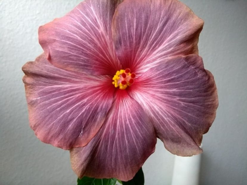  - Hibiscus din seminte 2020-2021