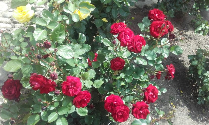 05 06 2020 - Lavaglut