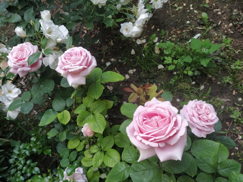 Savoy Hotel - Iunie 2020