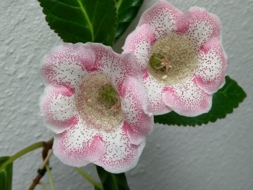 12a - Gloxinia din seminte 2020-2021