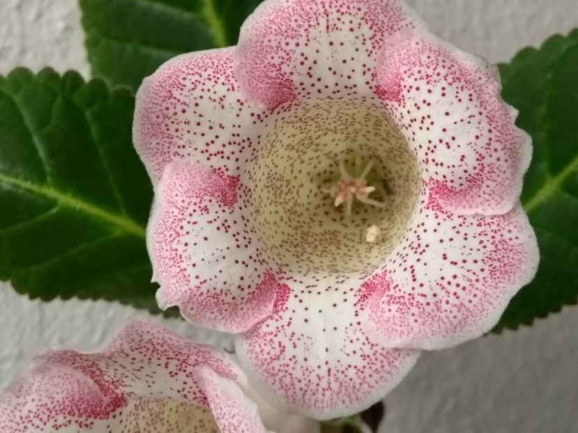 12b - Gloxinia din seminte 2020-2021