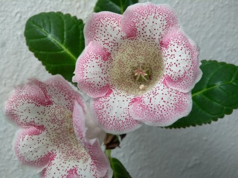 12c - Gloxinia din seminte 2020-2021